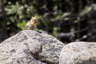 Sierra Meadows & Ponderosa Palisades